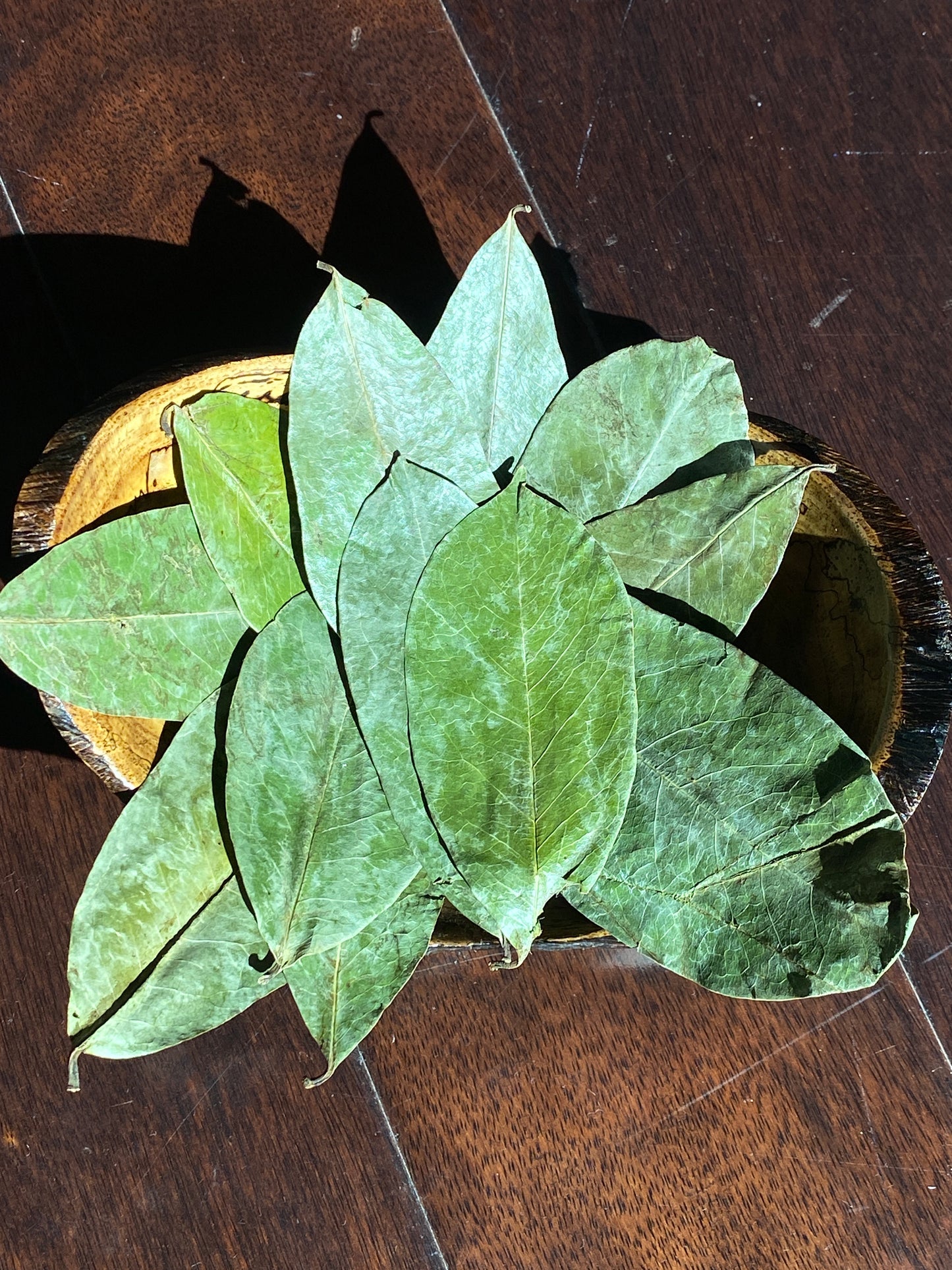 Soursop Leaves - Reduce cancer risk! - Immune Support