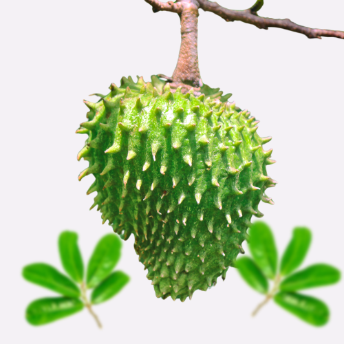 Soursop Tea Bags