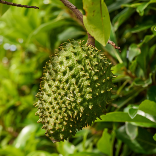 Soursop Leaves - Reduce cancer risk! - Immune Support